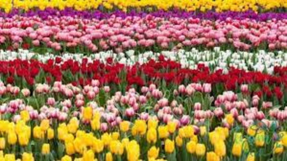 Ảnh bài viết Ý nghĩa hoa tulip