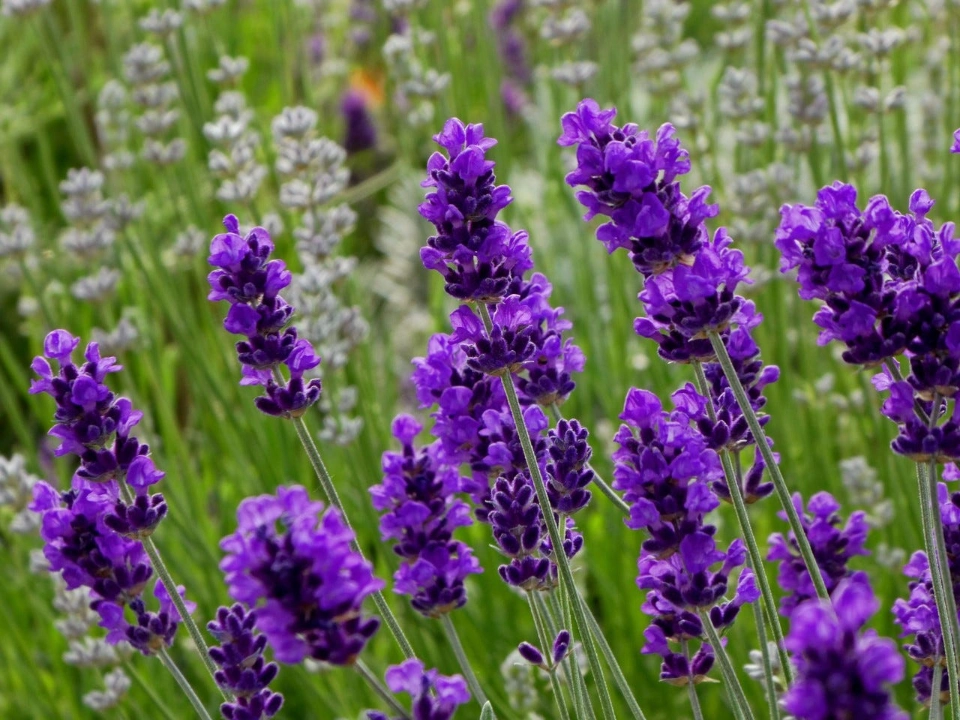 Ảnh bài viết Ý nghĩa hoa lavender