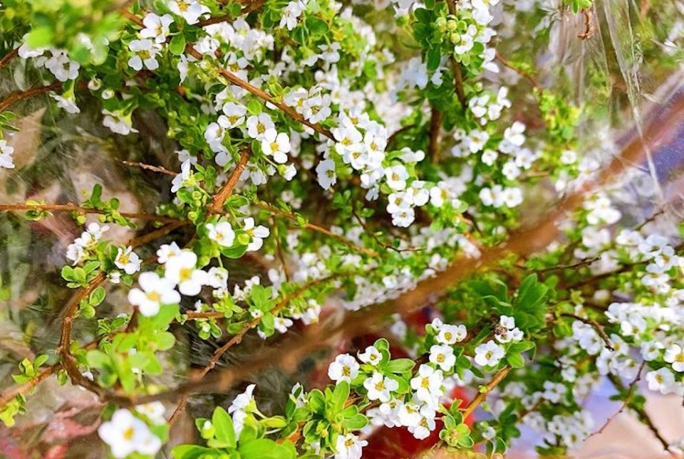 Ảnh bài viết Ý nghĩa hoa tuyết mai
